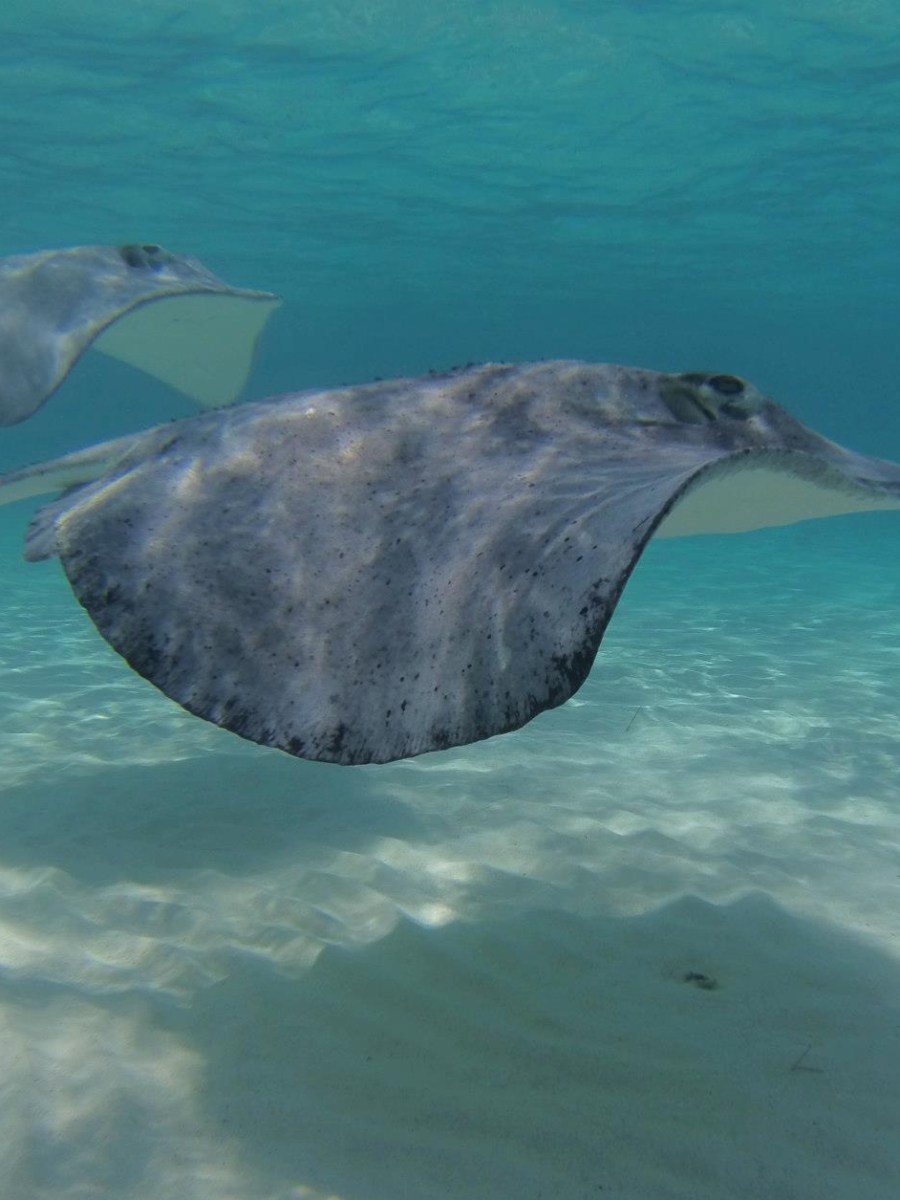 The Caribbean &&nbsp;Mexico