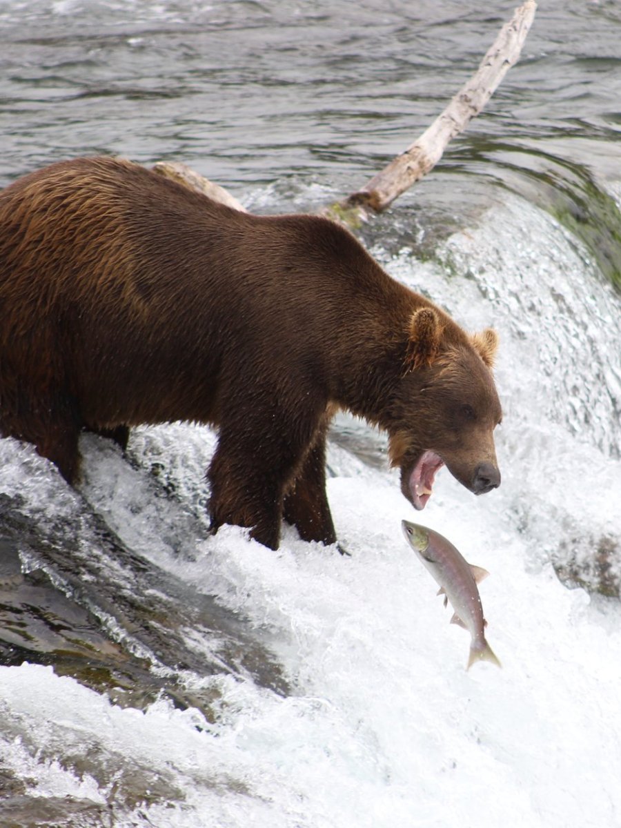 Brooks Falls, Katmai National&nbsp;Park