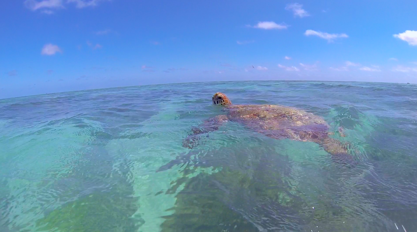 Turtle Hatchlings