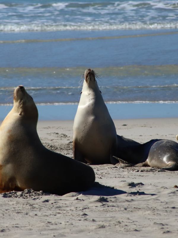 A guide to Kangaroo&nbsp;Island